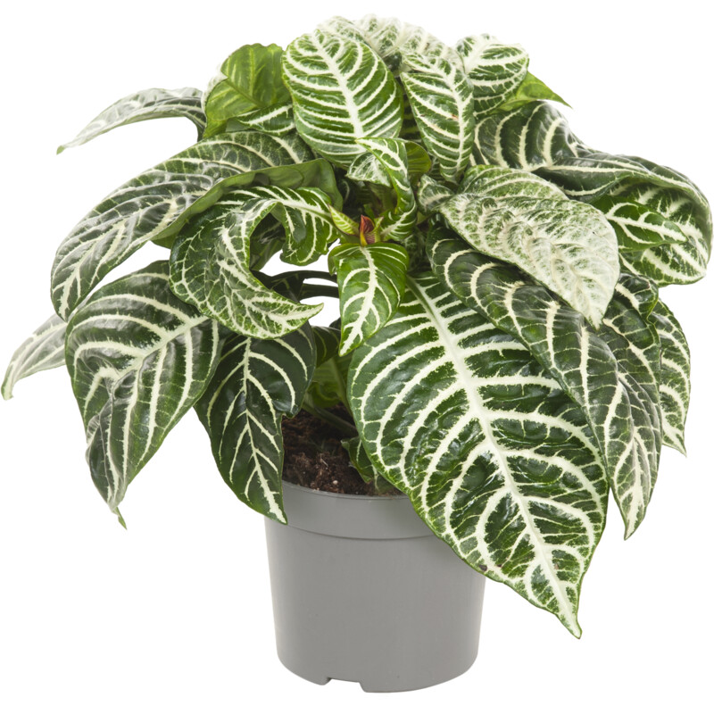 Een afbeelding van AH Aphelandra