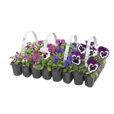 pdp-image-AH Violen 10-pack