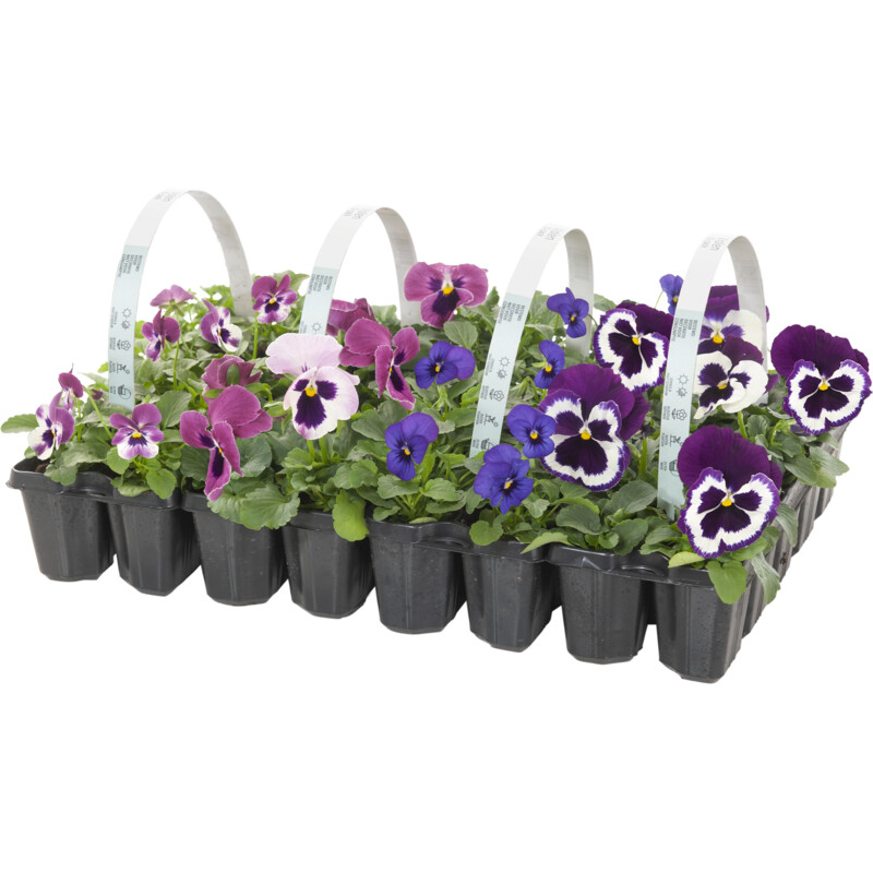 Een afbeelding van AH Violen 10-pack