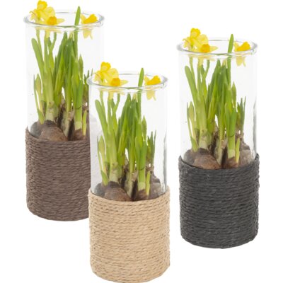 pdp-image-AH Bollen in glas touw