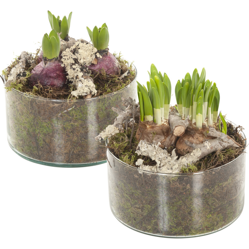 Een afbeelding van AH Bollen in cilinderglas