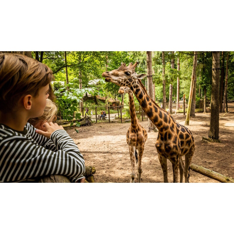 Een afbeelding van Dierenpark Amersfoort kind 3 t/m 12 jaar