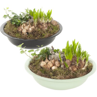 pdp-image-AH Voorjaarsarrangement in schaal