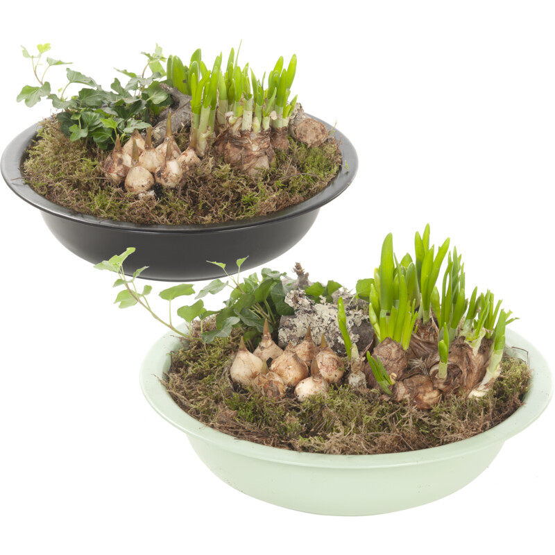 Een afbeelding van AH Voorjaarsarrangement in schaal