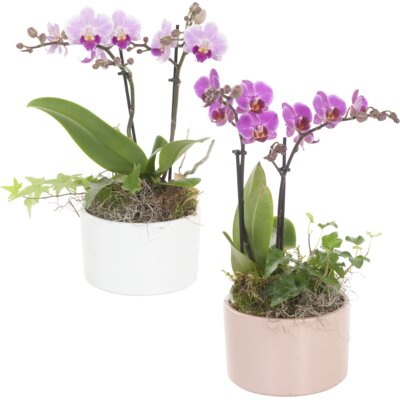 pdp-image-AH Phalaenopsis arrangement