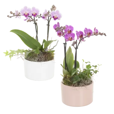 pdp-image-AH Phalaenopsis arrangement
