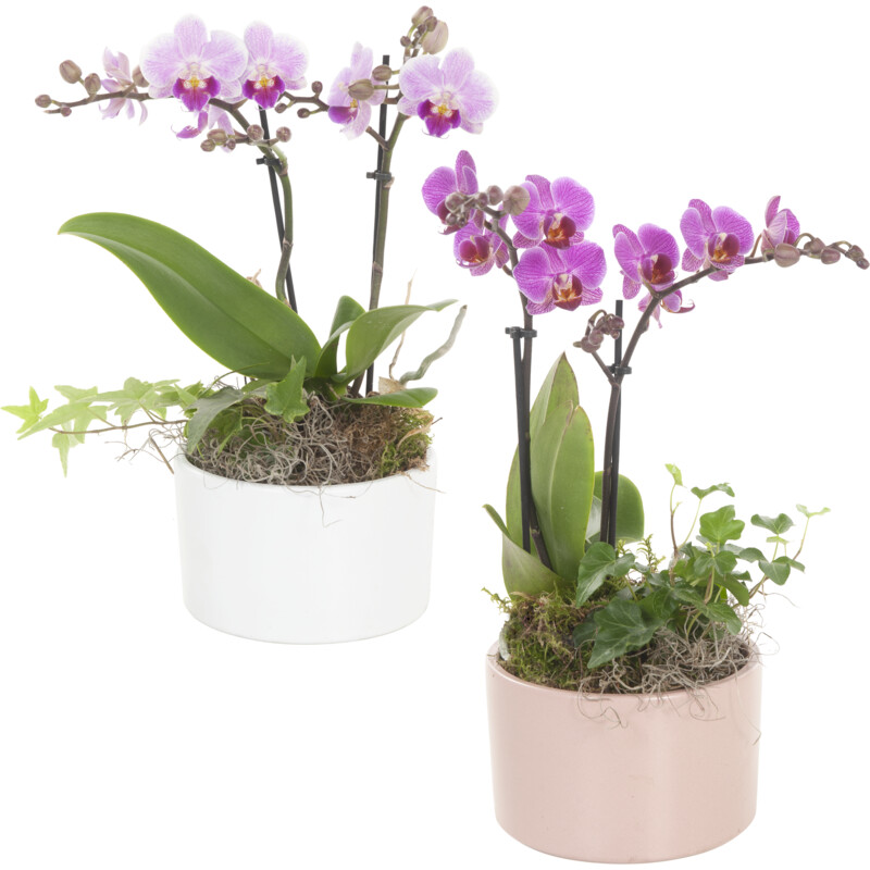 Een afbeelding van AH Phalaenopsis arrangement