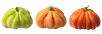 AH Coeur de boeuf tomaten