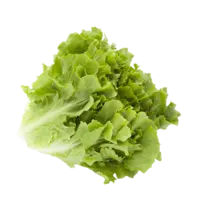 AH Andijvie