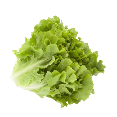 pdp-image-AH Andijvie