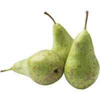 AH Conference peren
