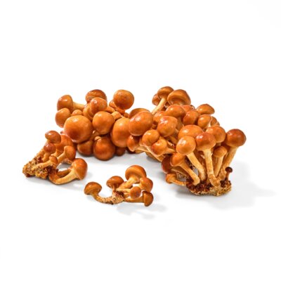 pdp-image-AH Biologisch Bundelzwammen