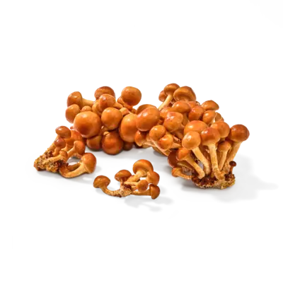 pdp-image-AH Biologisch Bundelzwammen