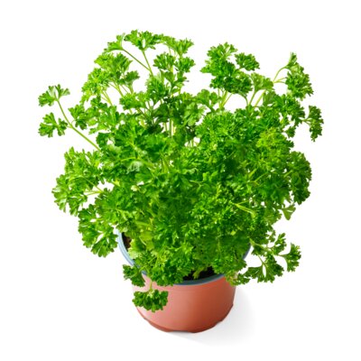 pdp-image-AH Biologisch Peterselie plantje