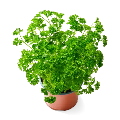 pdp-image-AH Biologisch Peterselie plantje