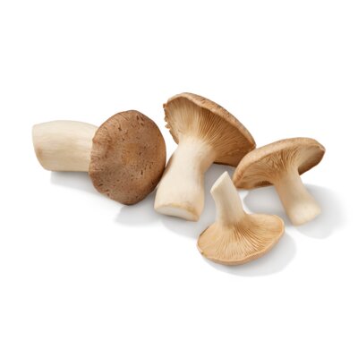 pdp-image-AH Biologisch Koningsoesterzwammen