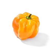 AH Adjuma peper