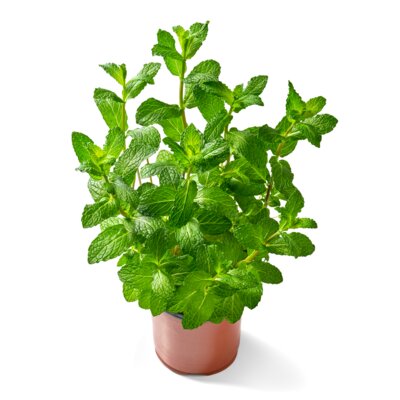 pdp-image-AH Biologisch Munt plantje
