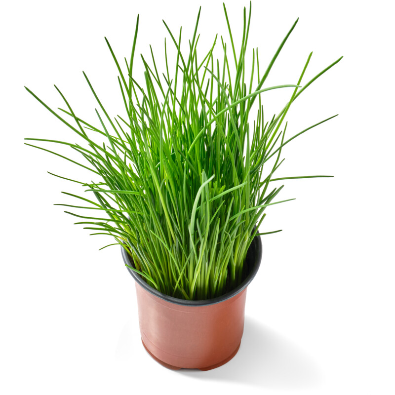 Een afbeelding van AH Biologisch Bieslook plantje