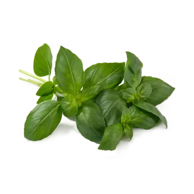 pdp-image-AH Basilicum