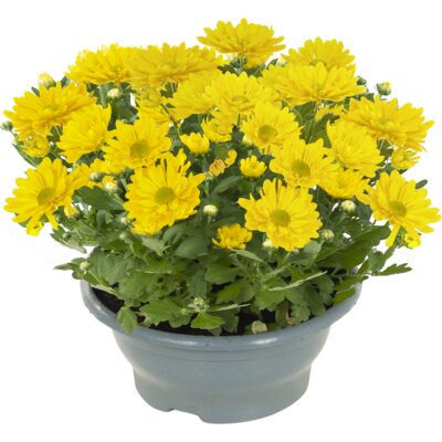 pdp-image-AH Chrysantenschaal