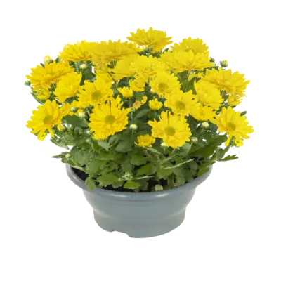 pdp-image-AH Chrysantenschaal