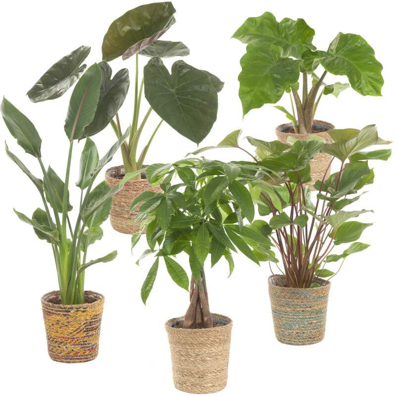 Een afbeelding van AH Groene plant in mand