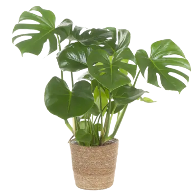 pdp-image-AH Monstera in mand
