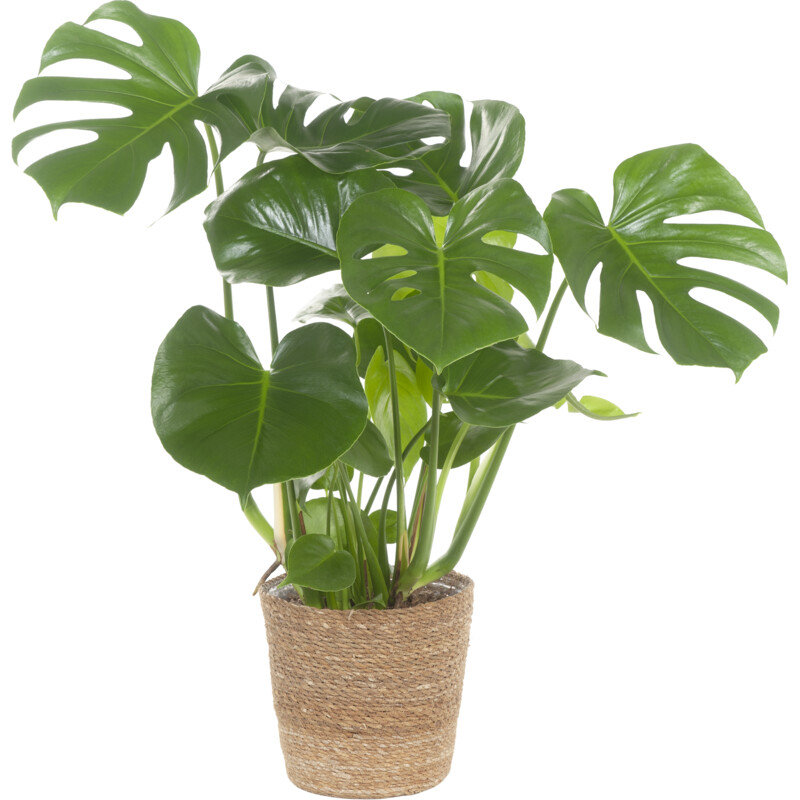 Een afbeelding van AH Monstera in mand