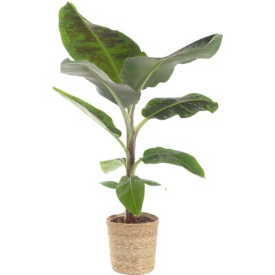 pdp-image-AH Bananenplant in mand