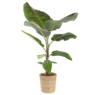 pdp-image-AH Bananenplant in mand