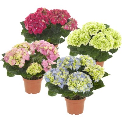 pdp-image-AH Hortensia p10,5