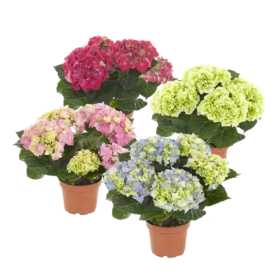 pdp-image-AH Hortensia p10,5