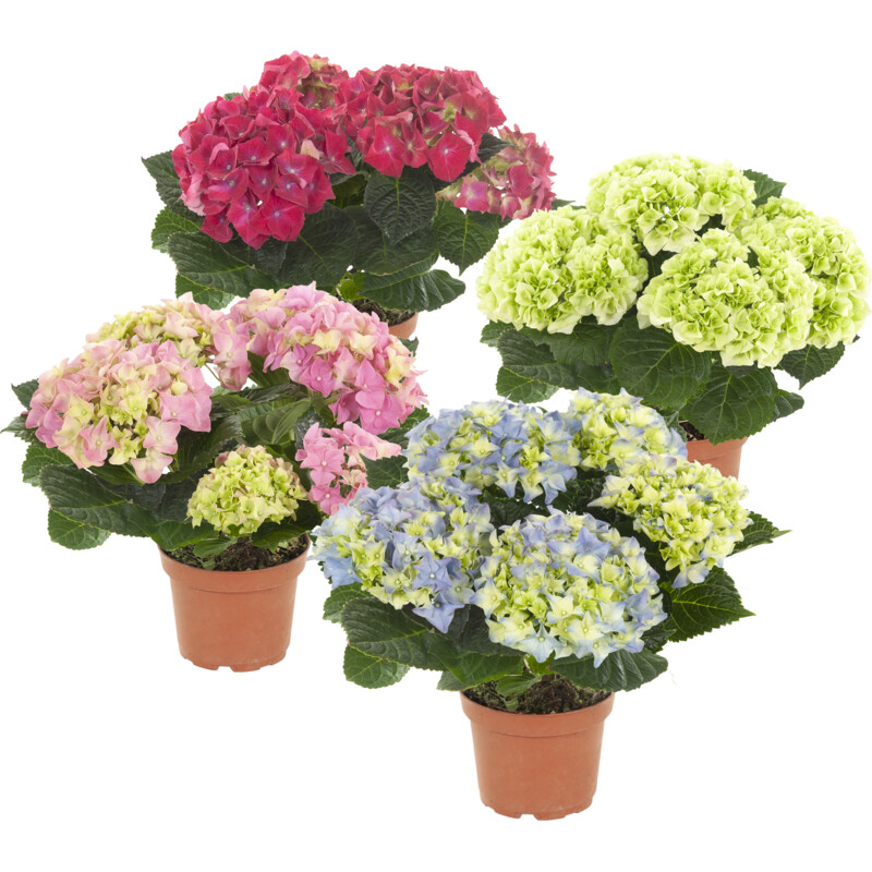 Een afbeelding van AH Hortensia p10,5