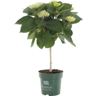 pdp-image-AH Stamhortensia magical