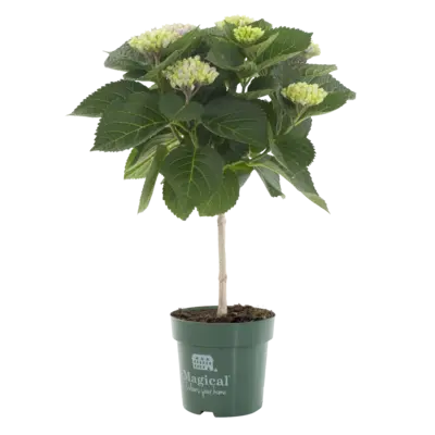pdp-image-AH Stamhortensia magical