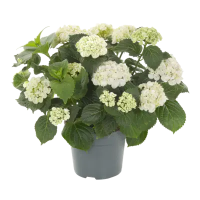 pdp-image-AH Tuinhortensia special