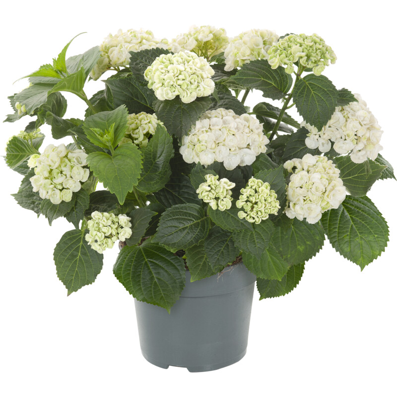 Een afbeelding van AH Tuinhortensia special