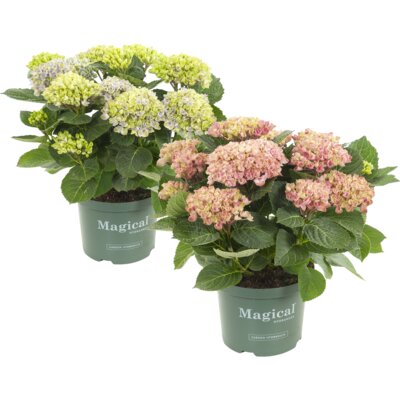 pdp-image-AH Hortensia magical p20