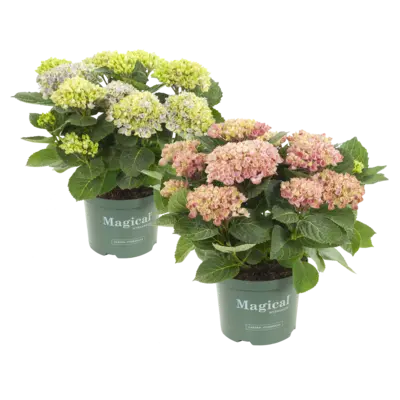 pdp-image-AH Hortensia magical p20