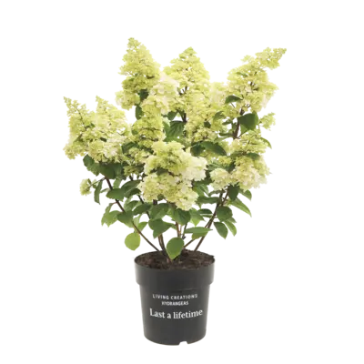 pdp-image-AH Pluimhortensia p23