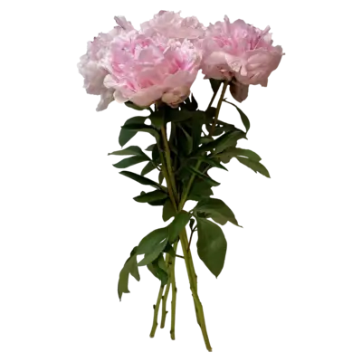 pdp-image-AH Pioenrozen roze