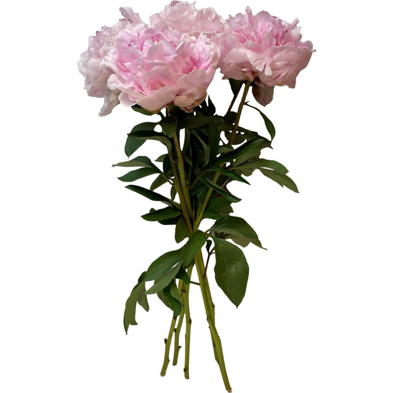 Een afbeelding van AH Pioenrozen roze