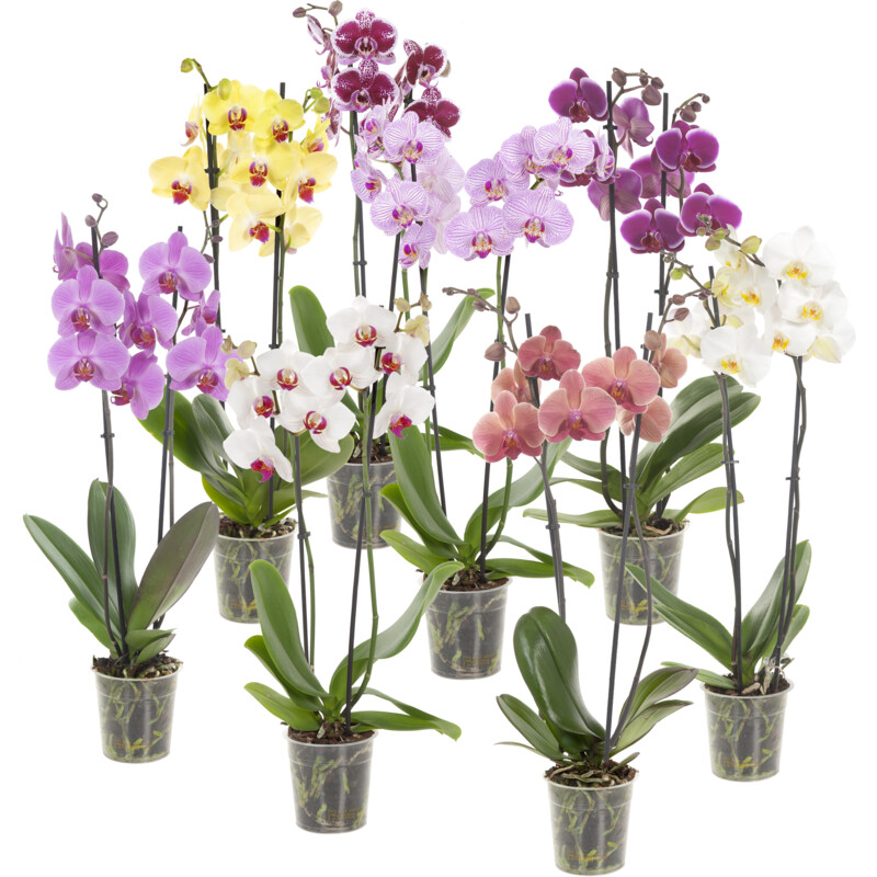 Een afbeelding van AH Orchidee 2-takker