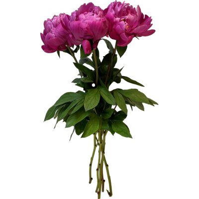 pdp-image-AH Pioenrozen rood en paars