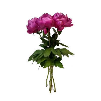 pdp-image-AH Pioenrozen