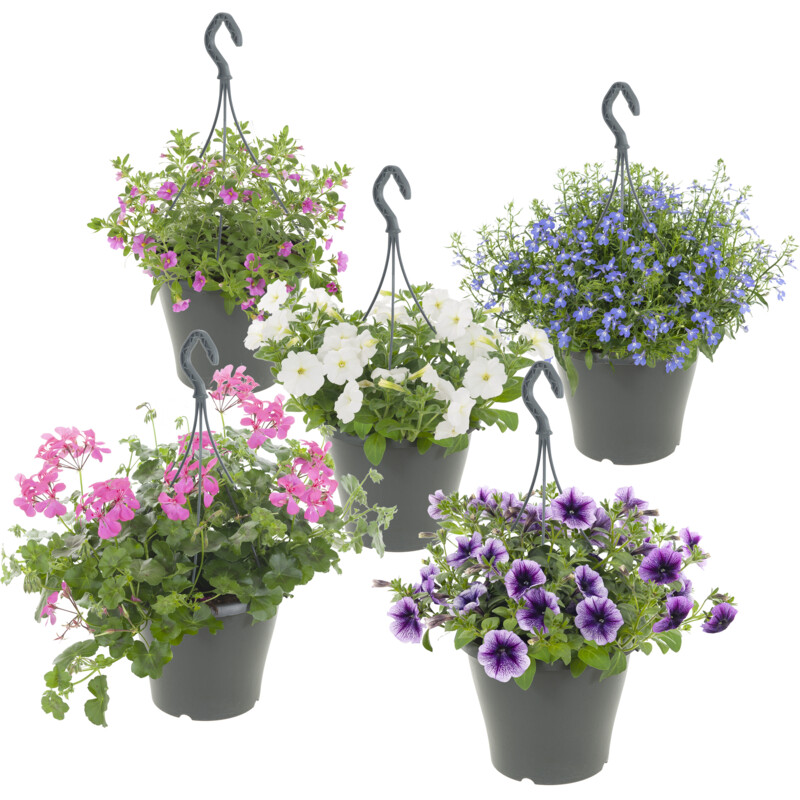 Een afbeelding van AH Perkplant in hangpot p27 XL