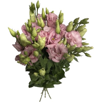 pdp-image-AH Eustoma