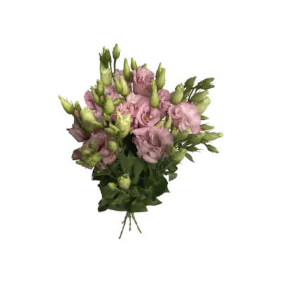 pdp-image-AH Eustoma