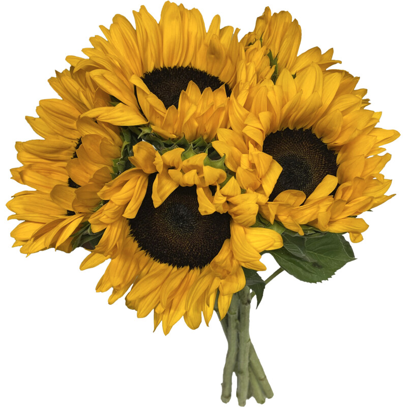 Een afbeelding van AH Zonnebloemen